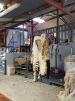 Ring of Kerry, Schafschur