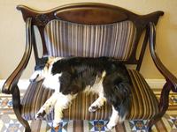 Glenbeigh, der arme Hund ist schon ganz erschöpft davon, alle zu begrüßen!