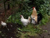 Im Bunratty Folk Park