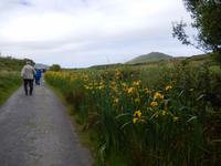 Auf dem Weg zum Cahergall Stone Fort