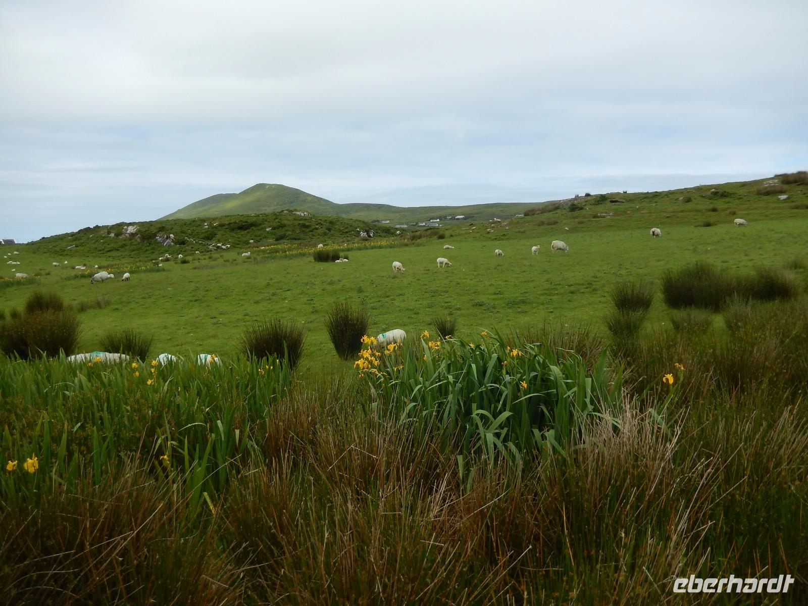 Auf dem Weg zum Cahergall Stone Fort