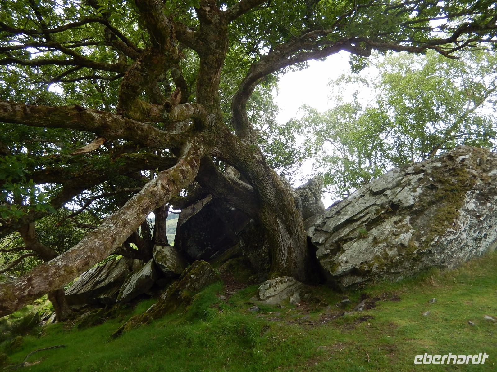 Ring of Kerry- am Ladies View