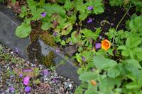 Ein Einwohner in Glenveagh