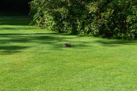 Osterhase im Muckross Park