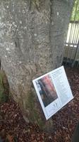 Am Autograph Tree im Coole Park bei Gort