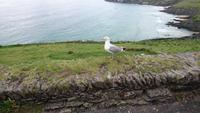 Dingle-Möwe