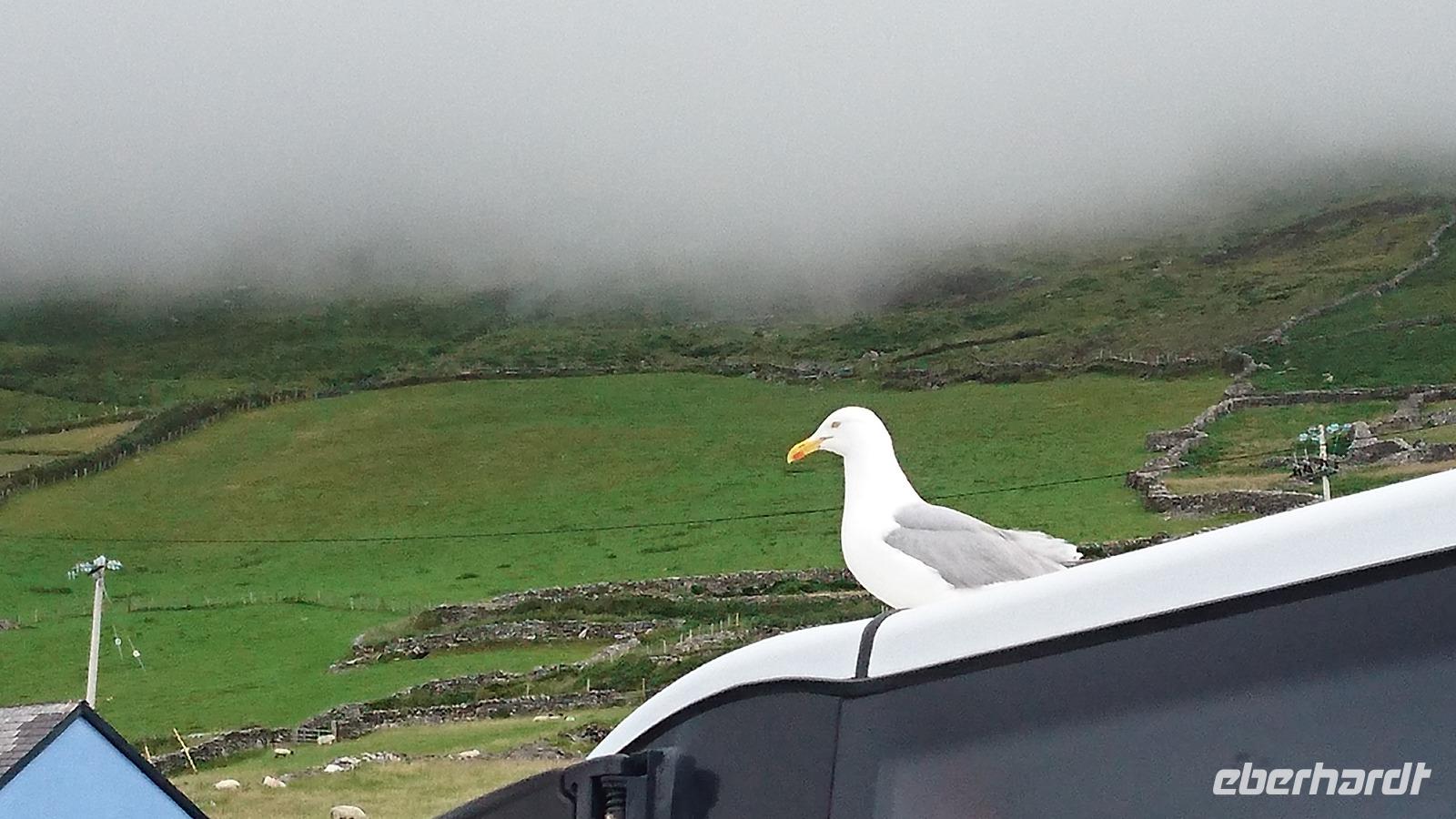 Etwas frech... Möwe auf Dingle