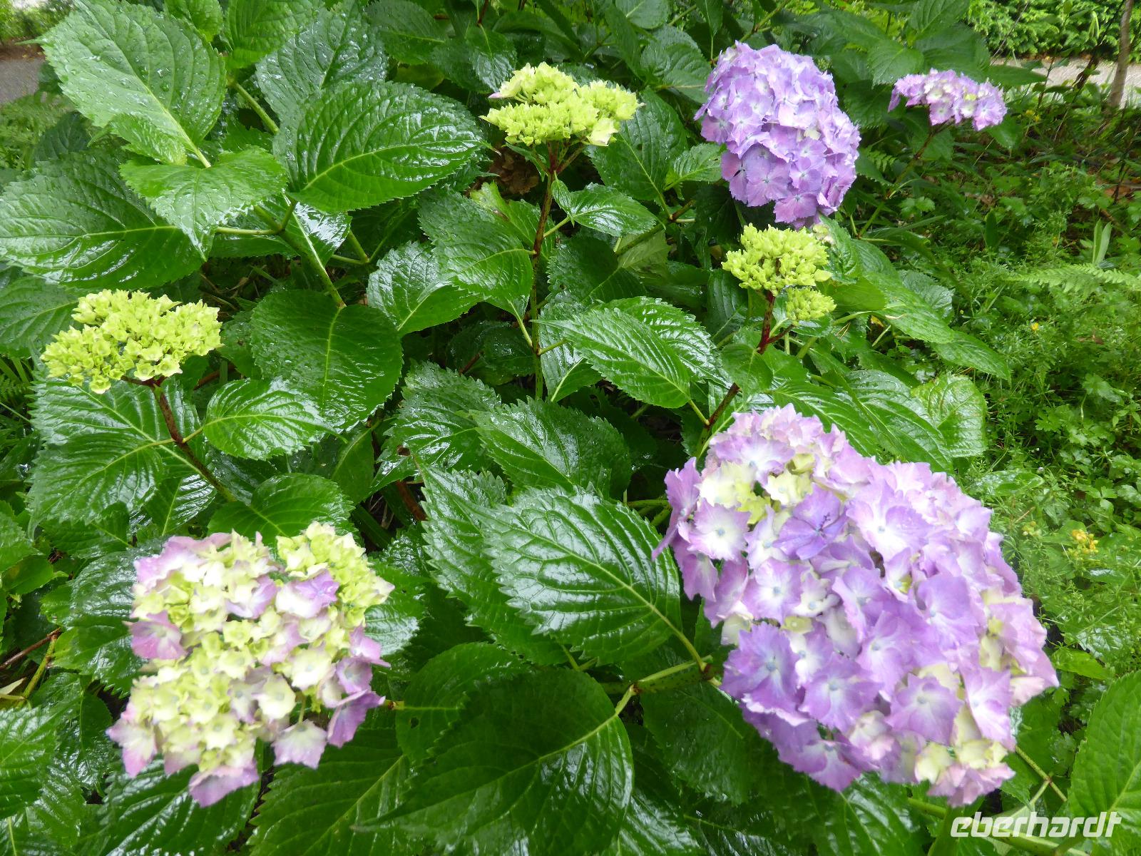 Blütenpracht - Hortensien