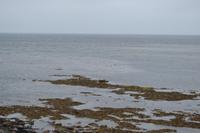 Wanderung auf den Aran Islands - Kegelrobben