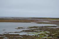 Wanderung auf den Aran Islands - Kegelrobben