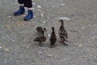 Wanderung in Glendalough