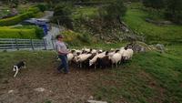 Working Sheepdogs am Ring of Kerry