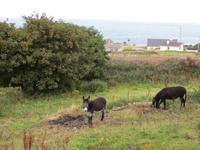 Wild Atlantic Way im County Donegal