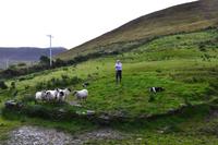 Ring of Kerry - Sheep Farm