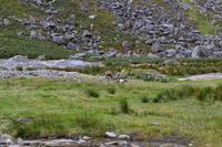Hirsch in Glendalough