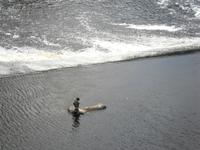 010 Chester - Kormoran im Flusse Dee