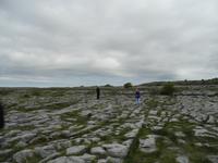 Wilde Orchideen und Enzian......