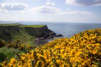 Giants Causeway