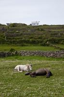 Aran-Insel Inishmore