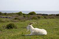 Aran-Insel Inishmore