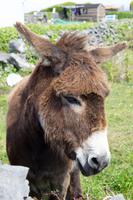 Aran-Insel Inishmore