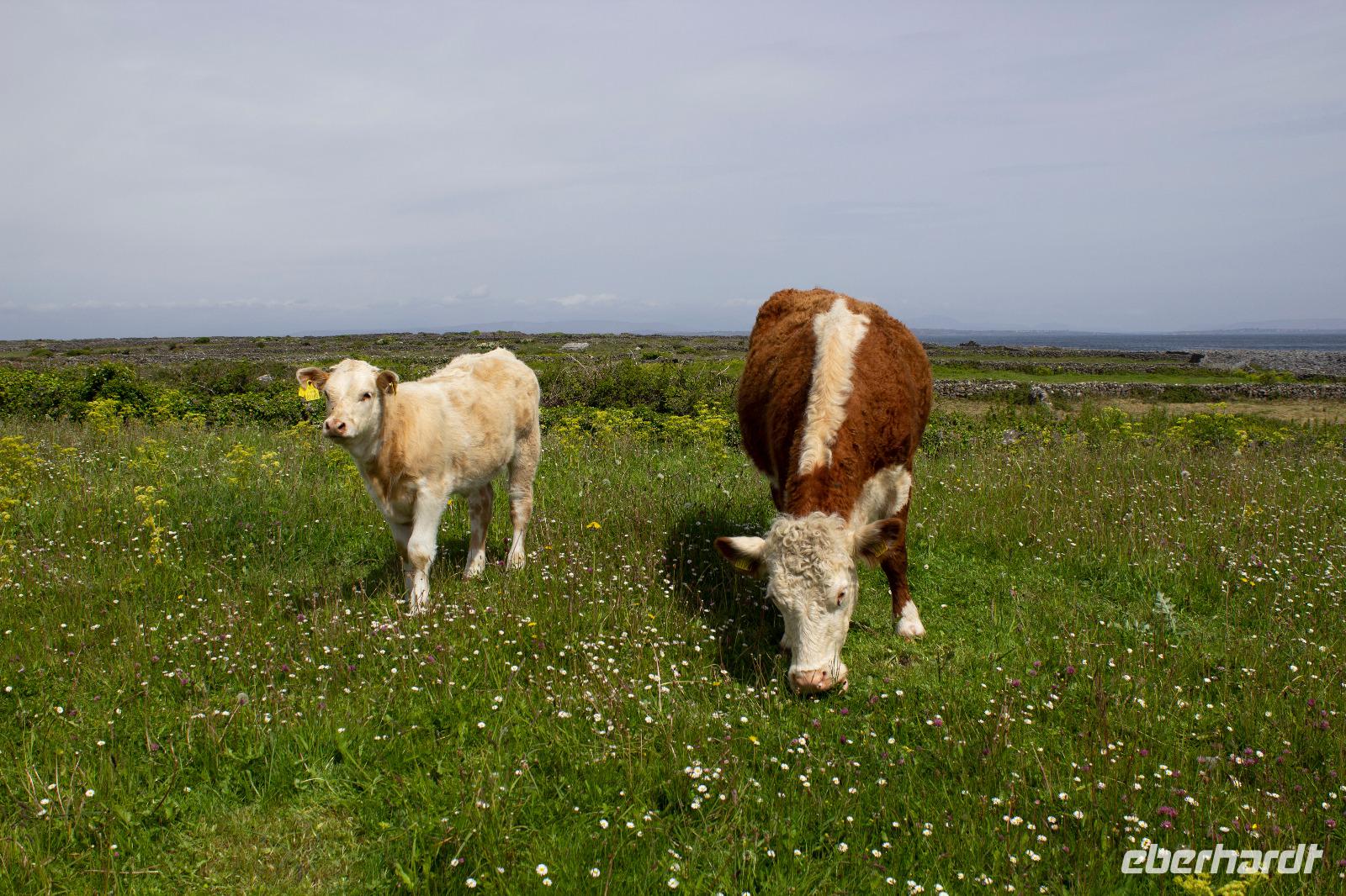 Aran-Insel Inishmore