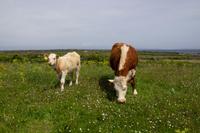 Aran-Insel Inishmore