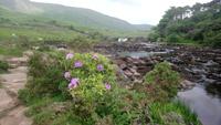 DSC_0308connemara (21)