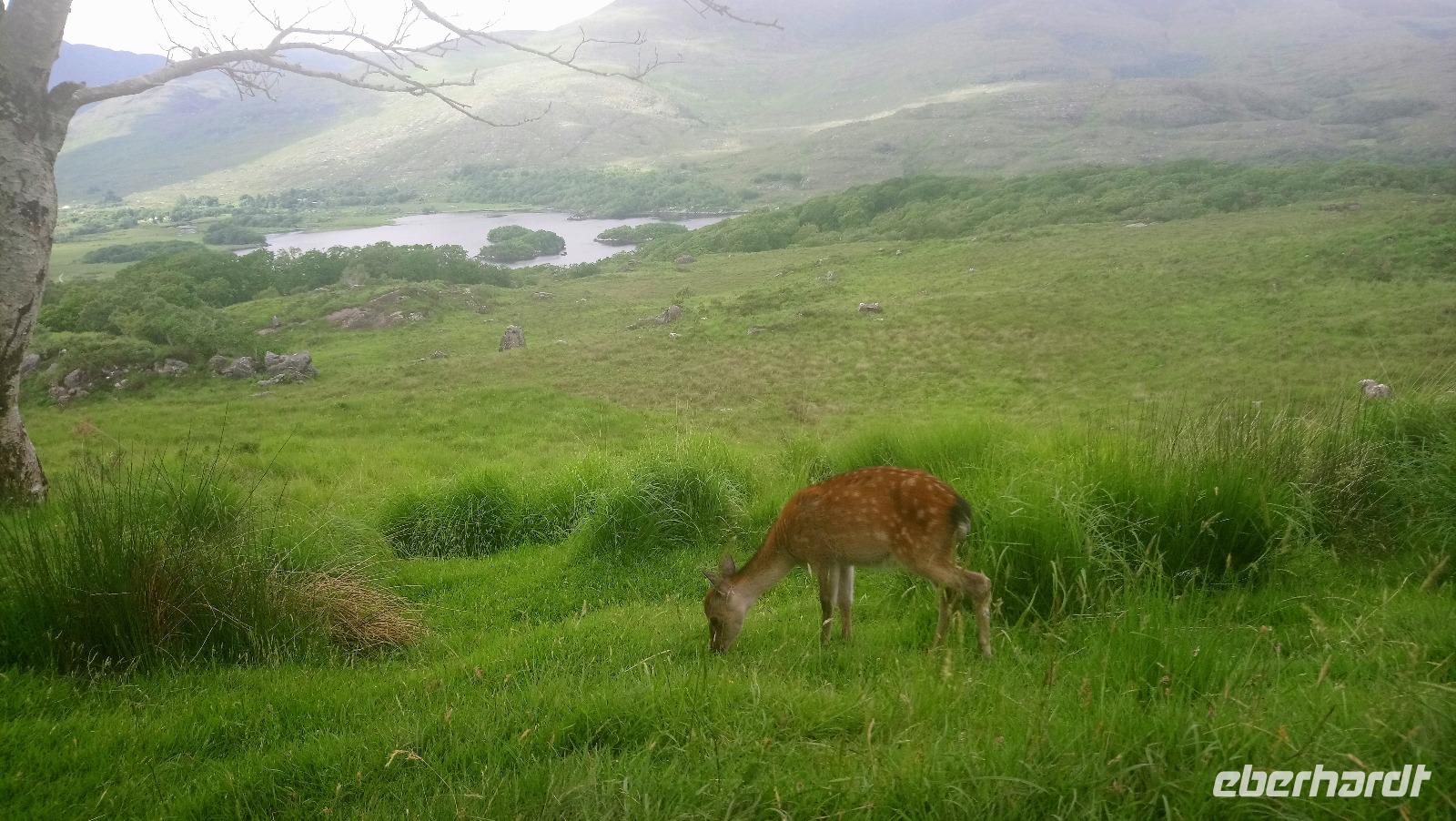 DSC_0605Irlandjuni2018 (48)