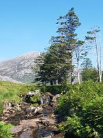Connemara, Reste eines Wasserfalls nach der Hitzewelle