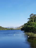 Schwäne am See der Kylemore Abbey