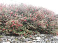  mannshohe Fuchsienhecken