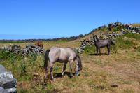 Wanderung auf den Aran Islands - Connemara-Ponys