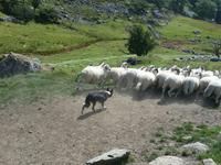 077-Kissanes_Shepfarm