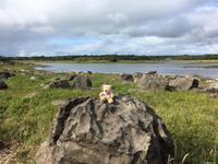 Wanderung im Coole Park