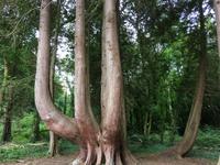 Wanderung im Coole Park