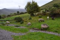 Ring of Kerry - Besuch beim Schäfer