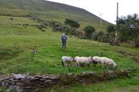 Ring of Kerry - Besuch beim Schäfer
