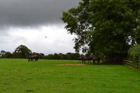 Besuch des Nationalgestüts in Kildare