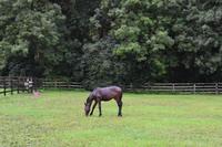 Besuch des Nationalgestüts in Kildare