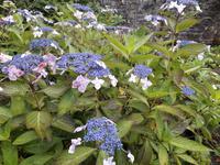  Hortensien im Kylemore-Garten