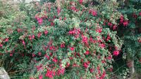 Die Fuchsien blühen überall