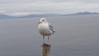 Möwe auf Dingle
