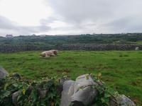 Aran Insel Inishmore 1