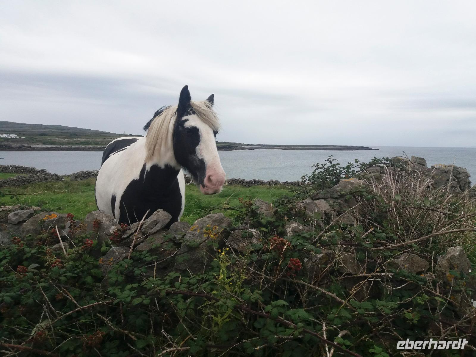 Aran Insel Inishmore 1