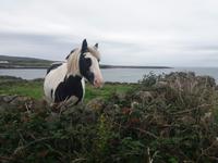 Aran Insel Inishmore 1