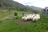 605-Kissanes-sheepfarm