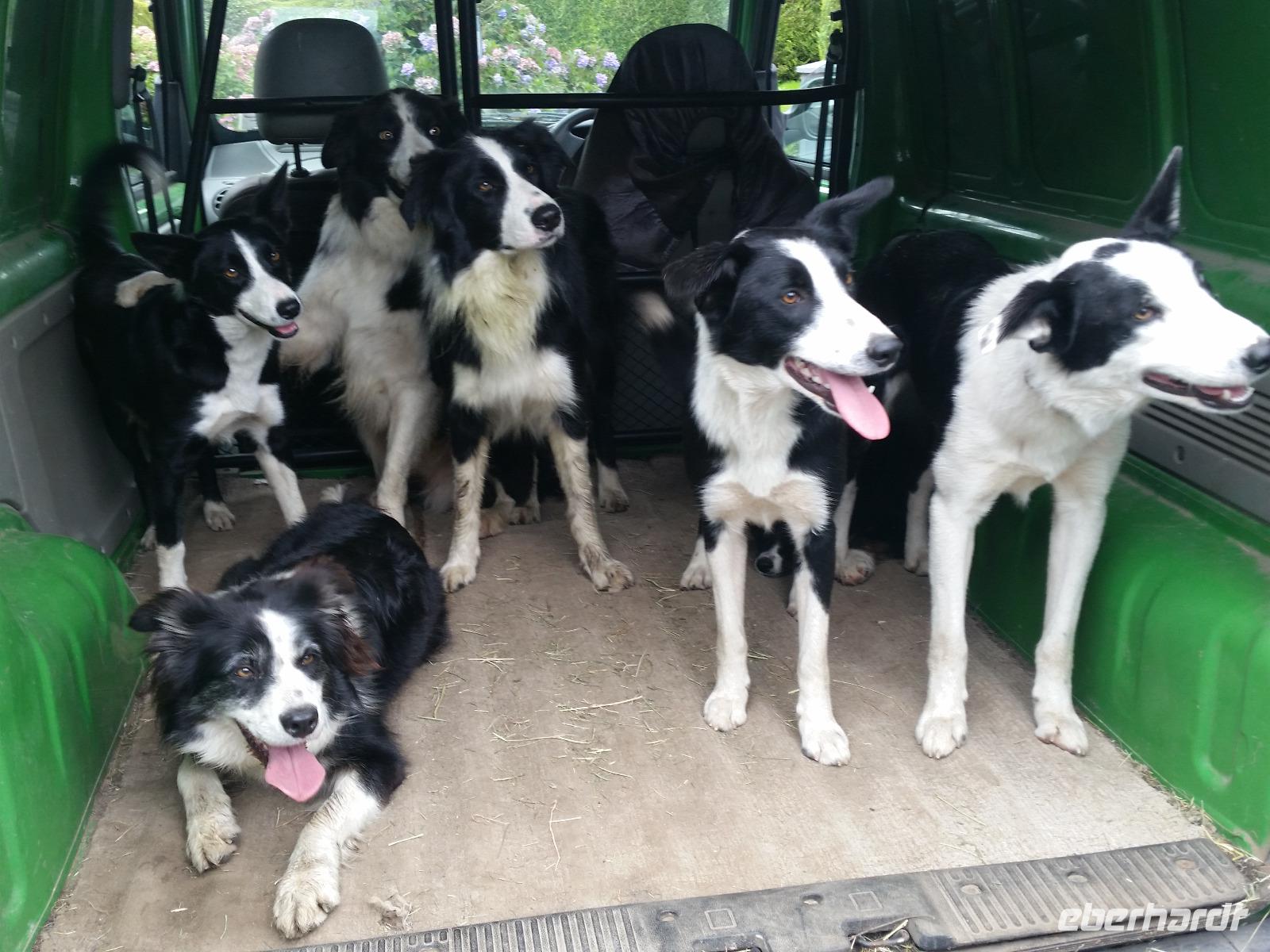 606-Kissanes-sheepfarm