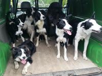 606-Kissanes-sheepfarm