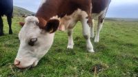 167 – Irland, Cliffs of Moher